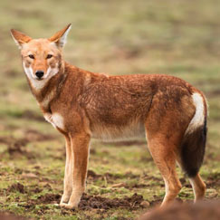 Ethiopian wolf