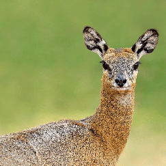 Klipspringer