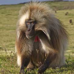 Gelada