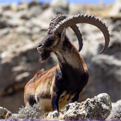 Walia ibex