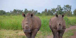Garamba National Park—an anchor of hope in the Democratic Republic of Congo