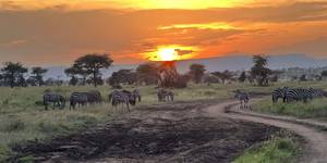 The elephant kingdom: Where giants gather