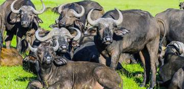 Buffalo