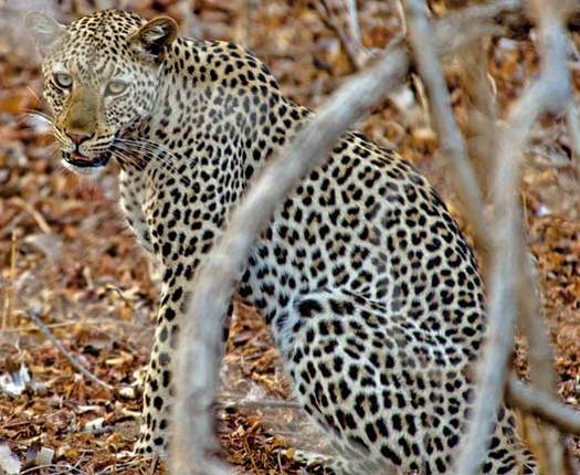 Leopard