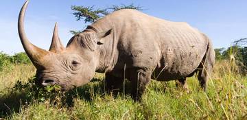 Rhinoceros