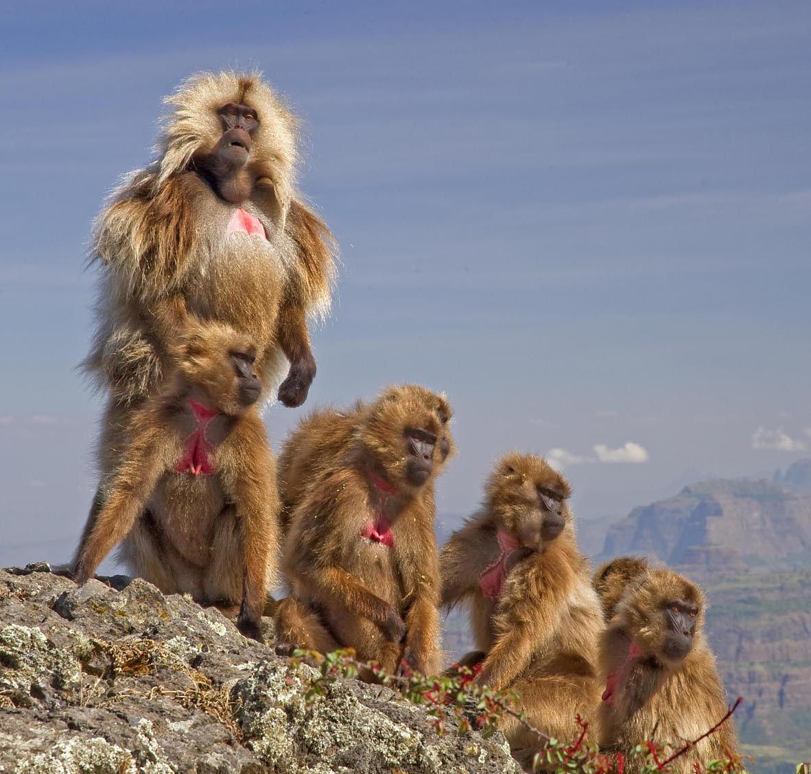 Simien Mountains