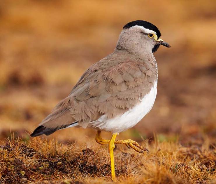 Lapwing bird